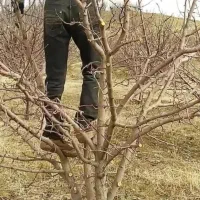 هرس هرس باغبانی|خدمات باغبانی و درختکاری|بهار, |دیوار