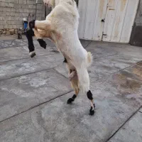 پازن گلابی با یک کهره نر