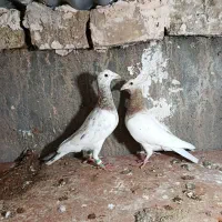 جفت کله هما هفترنگ کله هما آس تازه جفت انداختم