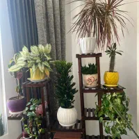 گل و استند گل