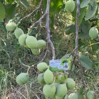عرضه نهال گردو جمال بصورت ریشه لخت و گلدانی|خدمات باغبانی و درختکاری|ابرکوه, |دیوار