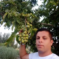 بِه هلو شلیل بادام دیر گل پسته|خدمات باغبانی و درختکاری|اردبیل, |دیوار