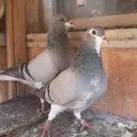 کبوتر خرقه
