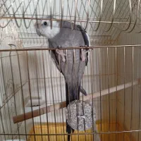 عروس هلندی نر با قفس