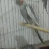 عروس هلندی بالغ ابلغ