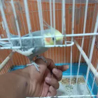 عروس هلندی|پرنده|آبدانان, |دیوار