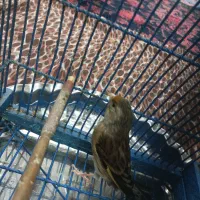 سهره قناری نر|پرنده|قم, قلعه کامکار|دیوار