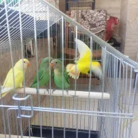 طوطی برزیلی|پرنده|سنندج, |دیوار