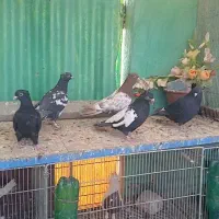 کبوتر قزوینی