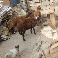 گوسفند زنده کیلوی ۲۶۰۰۰تومن|حیوانات مزرعه|میانه, |دیوار