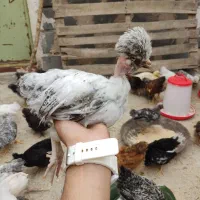 جوجه های ۲خورده ای