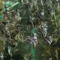 آنجل ماربل یا ابرو بادی