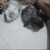 دو عدد خرگوش لوپ ۱۰۰ درصد