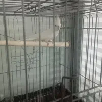 عروس هلندی بالغ|پرنده|پاکدشت, پاکدشت (مامازند)|دیوار