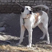 سگ سرابی|سگ|مبارکه, |دیوار