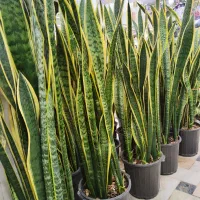 گلدان سانسوریا سایز بزرگ ابلق شامادورا پتوس شفلرا|گل و گیاه طبیعی|قم, ولیعصر|دیوار