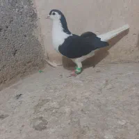 ساده .سفیدکرمانی و..|پرنده|مشهد, اروند|دیوار