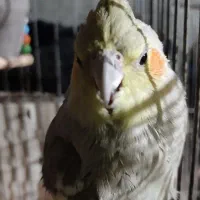 عروس هلندی|پرنده|شیروان (خراسان), |دیوار