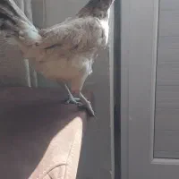 تعدادی مرغ لری و لاری|حیوانات مزرعه|ماهدشت, |دیوار