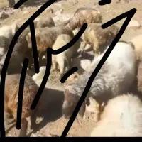 بز میش سالونه موعدی