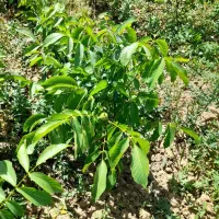 فروش انواع نهال ها|خدمات باغبانی و درختکاری|میاندوآب, |دیوار