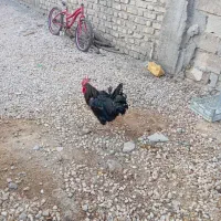 خروس محلی اصل|حیوانات مزرعه|شیراز, کفترک|دیوار