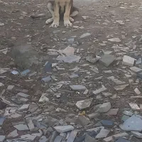 توله سک عراقی نر ۳ ماهه