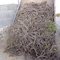 شیرین بیان  بلیک