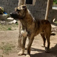 سگ افغان