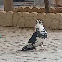 کبوتر پرشی و دم چتری شاهزده
