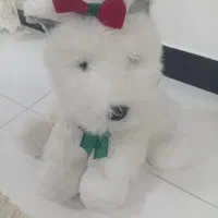 فروش فوری عروسک صفر صفر|اسباب‌بازی بچه|بوکان, |دیوار