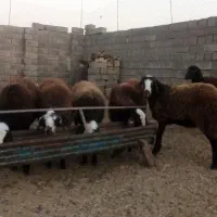 بره ماده|حیوانات مزرعه|رشتخوار, |دیوار