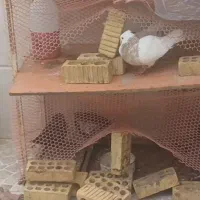 طوقی فروشی و معاوضه با طوطی