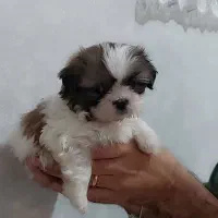 سگ سالم|سگ|قم, بنیاد|دیوار