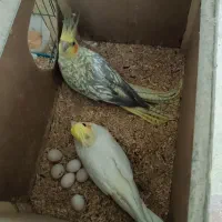 عروس هلندی سخنگو دستی باتخم