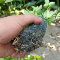 شمشاد طلایی نایلکس