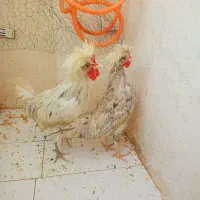 خروس لهستانی