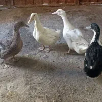 فروش مرغابی