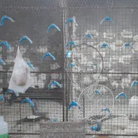 فنس وطوری بزرگ کبوتر با متعلقات کامل|لوازم جانبی حیوانات|اهواز, ۲۴ متری|دیوار