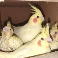 جفت عروس هلندی مولد زعفرانی نژاد کینگ