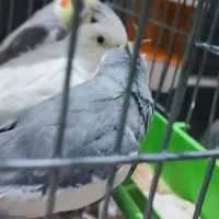 فروش ۴ عروس هلندی نیمه دستی و سرحال ارزان|پرنده|اهواز, کوی شهروند|دیوار