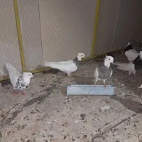 20جفت کبوتر طوقی|پرنده|رباط‌کریم, رباط‌کریم|دیوار