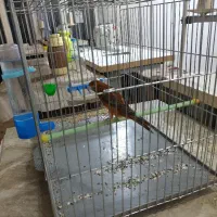 سلام یک عددقناری نرسرخ مست کشیده بلند