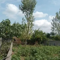 ۴۸۵ متر زمین مسکونی ( روستای توریستی  اولم)|فروش زمین و ملک کلنگی|شاندرمن, |دیوار