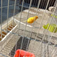 حیوان|پرنده|تبریز, |دیوار