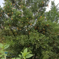 فروش کالاموندین (نارنج مینیاتوری)|خوردنی و آشامیدنی|شاندرمن, |دیوار