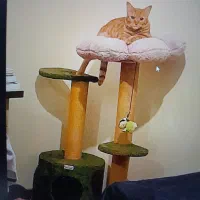 یک عدد مرغ درخت گربه...