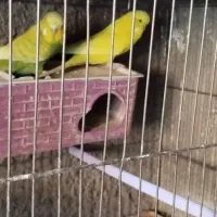 مرغ عشق طوطی برزیلی فنچ|پرنده|محمدشهر, ولدآباد بزرگ|دیوار