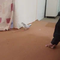 بعدرنگ ماده|حیوانات|محمدیه-قزوین, |دیوار