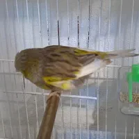 قناری گلاستر اورجینال تکی نر ۵میلییون ماده ۴|پرنده|محمودآباد, |دیوار